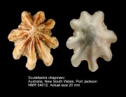 Scutellastra chapmani